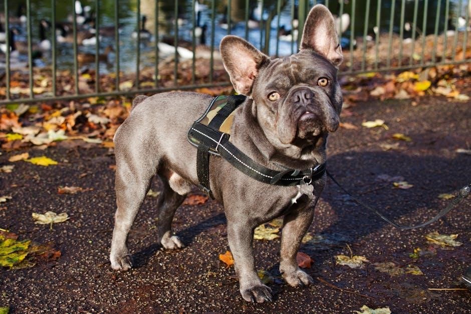 easy walk harness size guide easy walk harness size guide